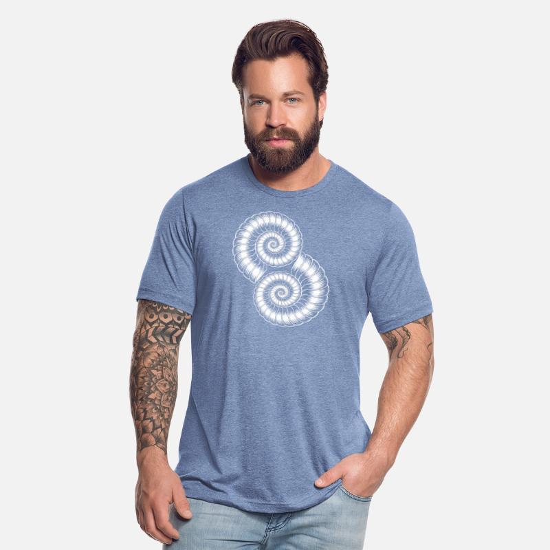 Ammonites Fossils Prehistory