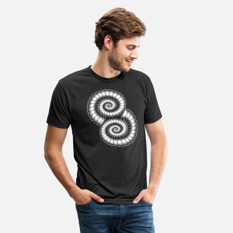 Ammonites Fossils Prehistory