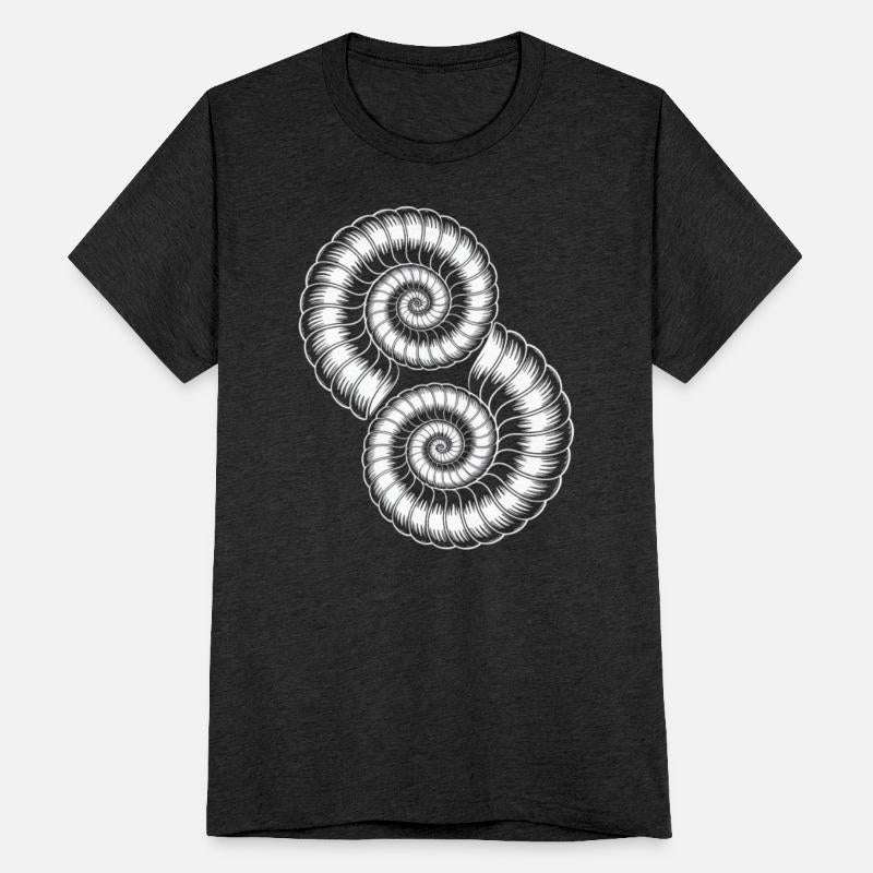 Ammonites Fossils Prehistory