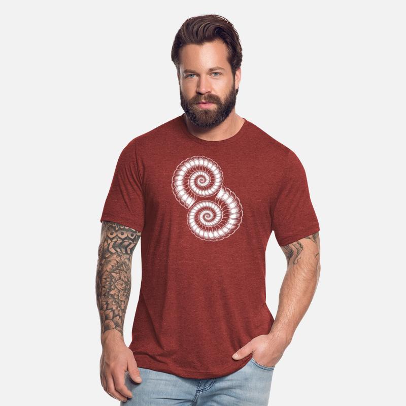 Ammonites Fossils Prehistory